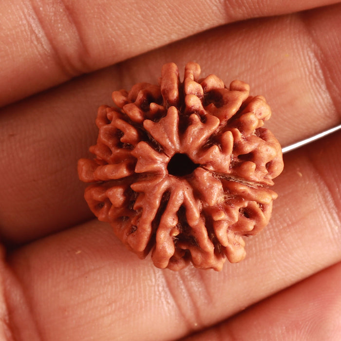 7 Mukhi Nepalese Rudraksha - Bead No. 490