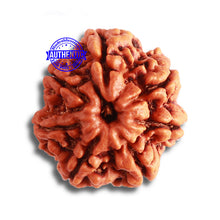 Load image into Gallery viewer, 7 Mukhi Nepalese Rudraksha - Bead No. 491
