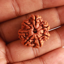 Load image into Gallery viewer, 7 Mukhi Nepalese Rudraksha - Bead No. 491
