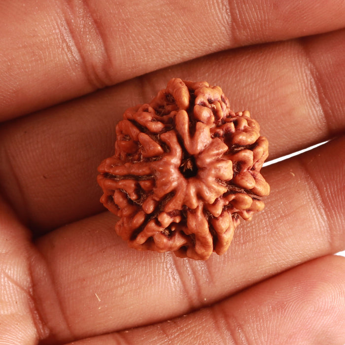 7 Mukhi Nepalese Rudraksha - Bead No. 491