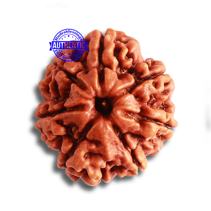 7 Mukhi Nepalese Rudraksha - Bead No. 492