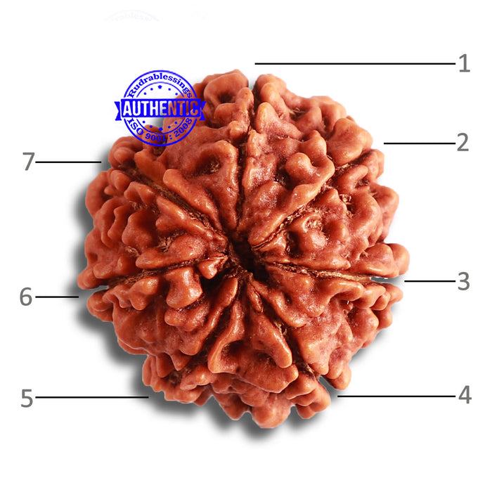 7 Mukhi Nepalese Rudraksha - Bead No. 492