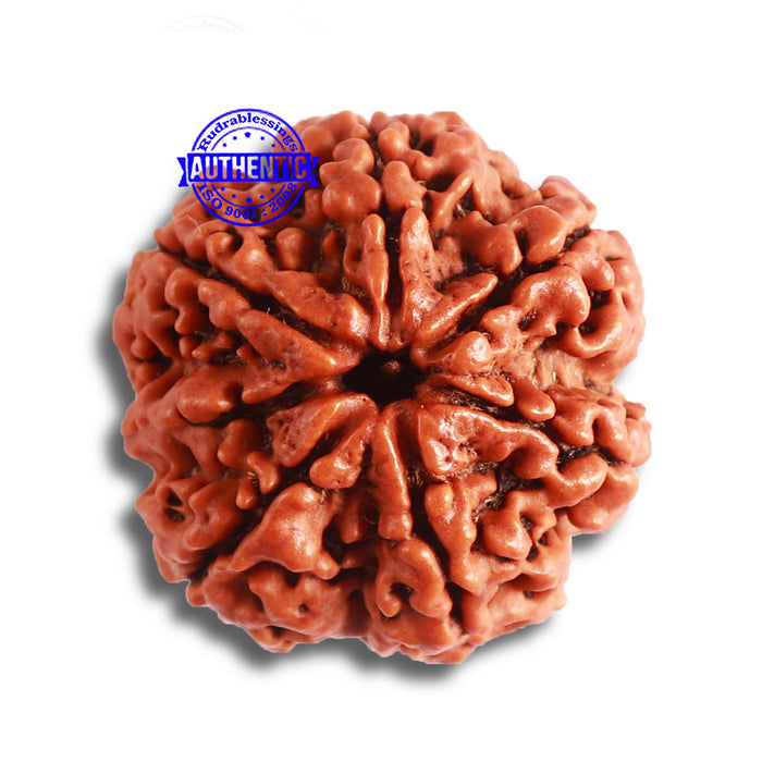 7 Mukhi Nepalese Rudraksha - Bead No. 493