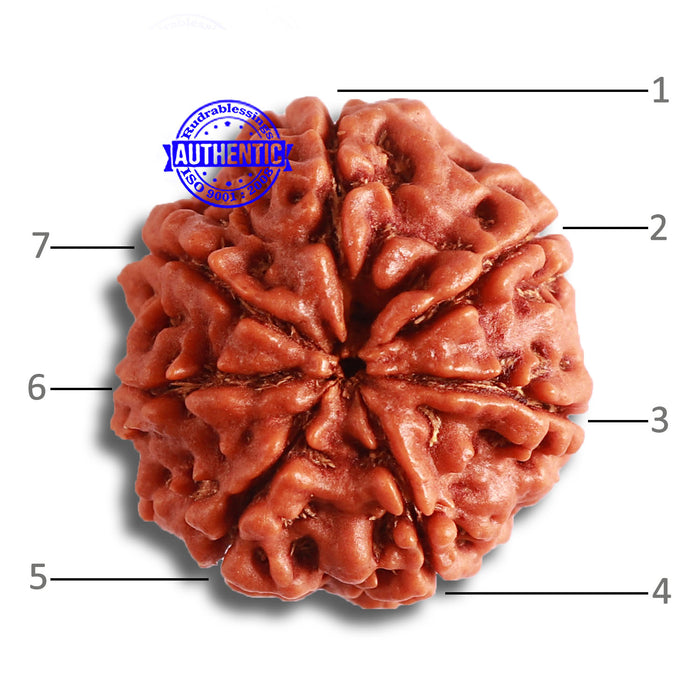 7 Mukhi Nepalese Rudraksha - Bead No. 494