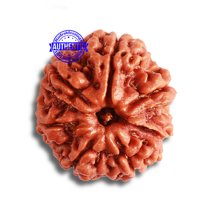 7 Mukhi Nepalese Rudraksha - Bead No. 494