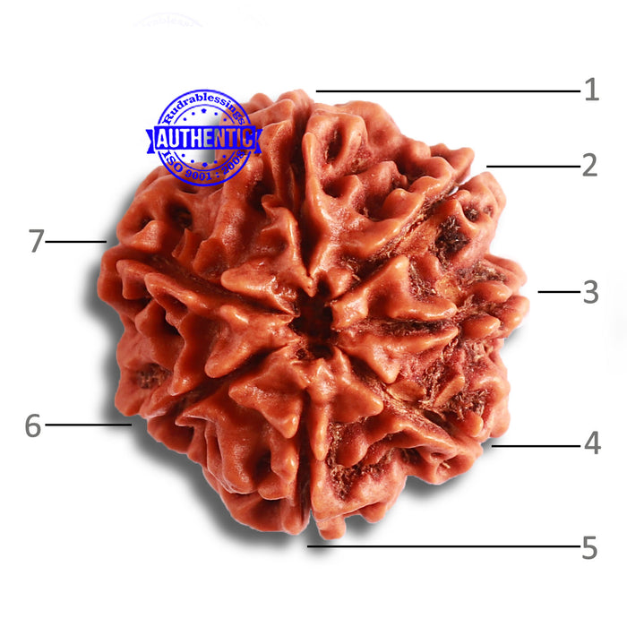 7 Mukhi Nepalese Rudraksha - Bead No. 495