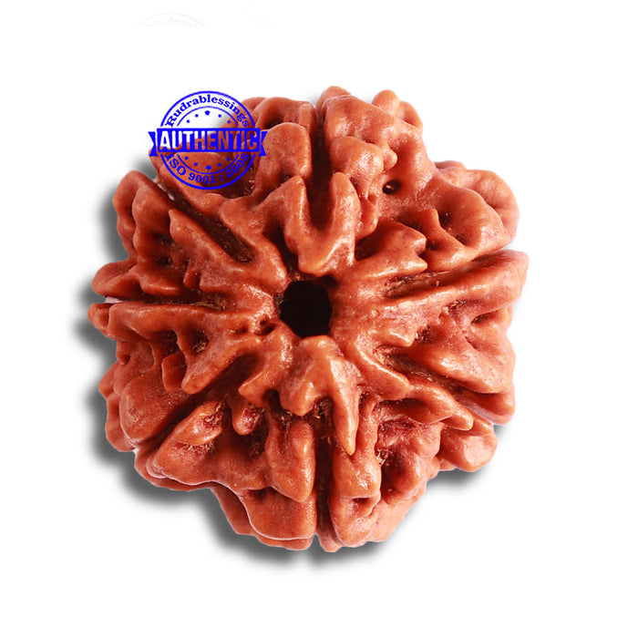 7 Mukhi Nepalese Rudraksha - Bead No. 495