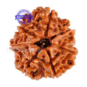 7 Mukhi Nepalese Rudraksha - Bead No. 25