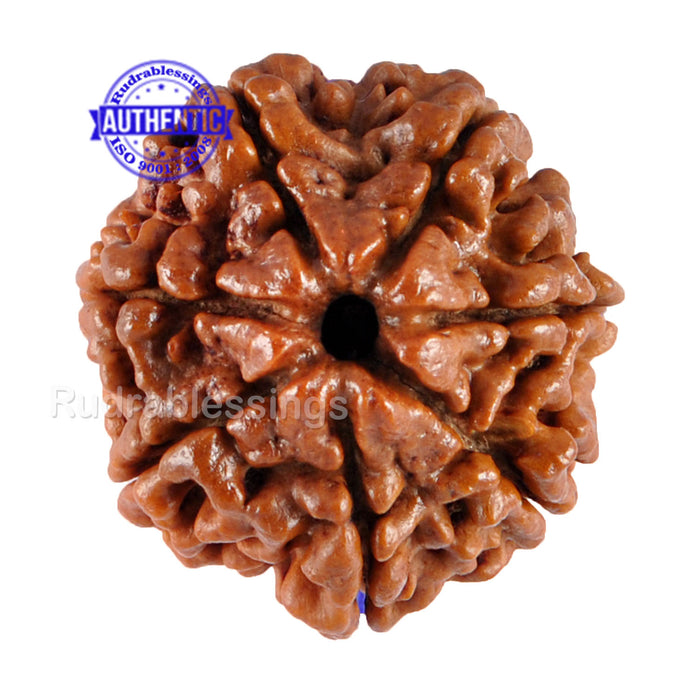 7 Mukhi Nepalese Rudraksha - Bead No. 28