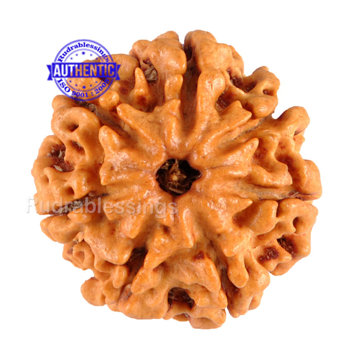 7 Mukhi Nepalese Rudraksha - Bead No. 30