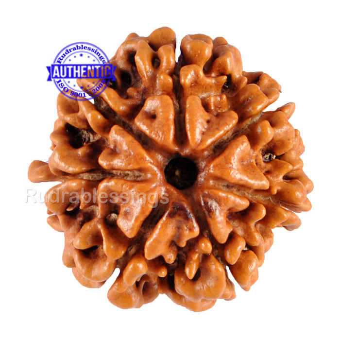 7 Mukhi Nepalese Rudraksha - Bead No. 31
