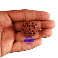 Load image into Gallery viewer, 7 Mukhi Nepalese Rudraksha - Bead No. 354
