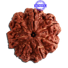 Load image into Gallery viewer, 7 Mukhi Nepalese Rudraksha - Bead No. 354
