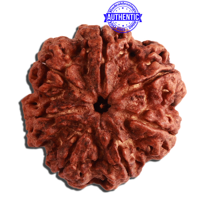 7 Mukhi Nepalese Rudraksha - Bead No. 354