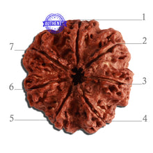 Load image into Gallery viewer, 7 Mukhi Nepalese Rudraksha - Bead No. 354

