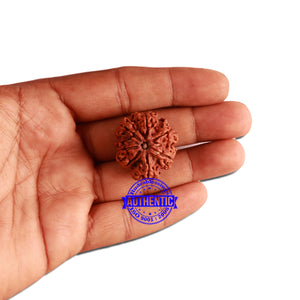 7 Mukhi Nepalese Rudraksha - Bead No. 355