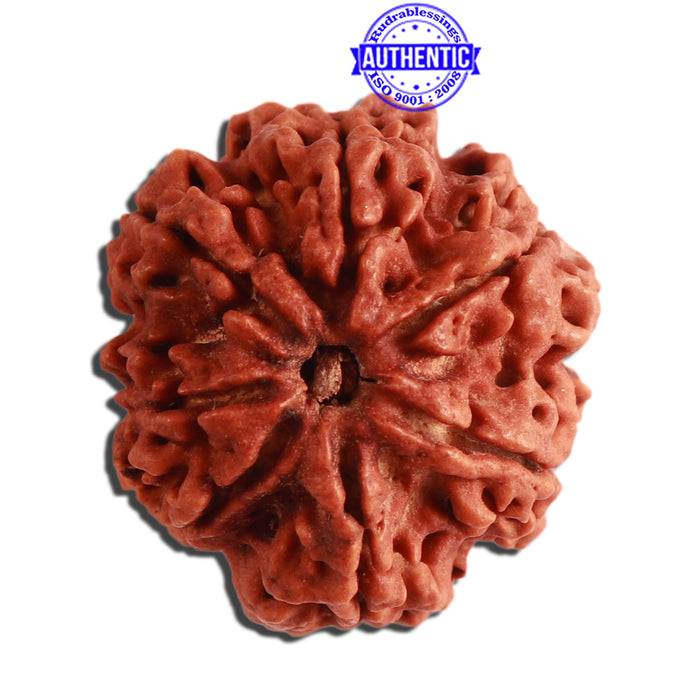 7 Mukhi Nepalese Rudraksha - Bead No. 355