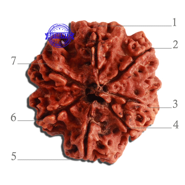 7 Mukhi Nepalese Rudraksha - Bead No. 355