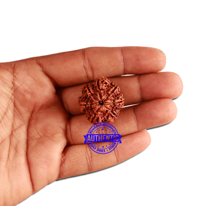 7 Mukhi Nepalese Rudraksha - Bead No. 356