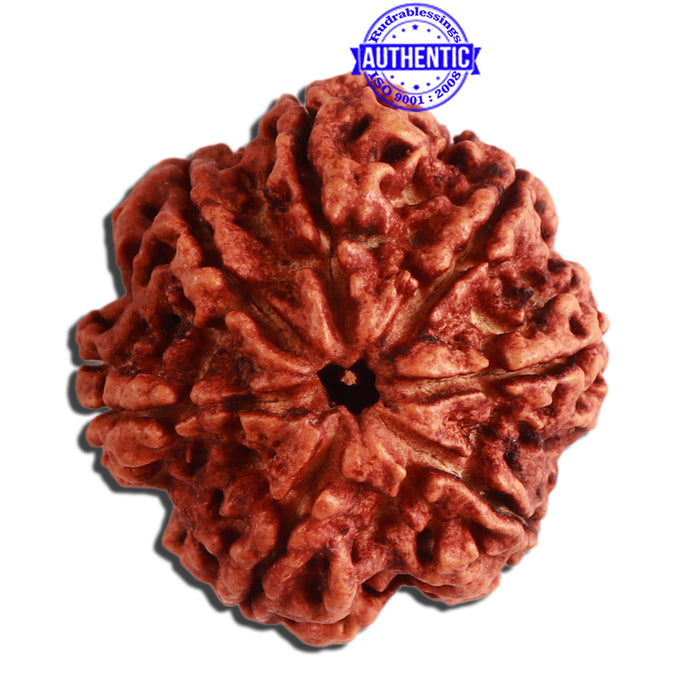 7 Mukhi Nepalese Rudraksha - Bead No. 356