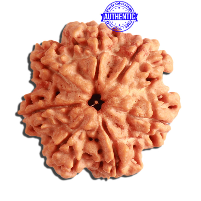 7 Mukhi Nepalese Rudraksha - Bead No. 358