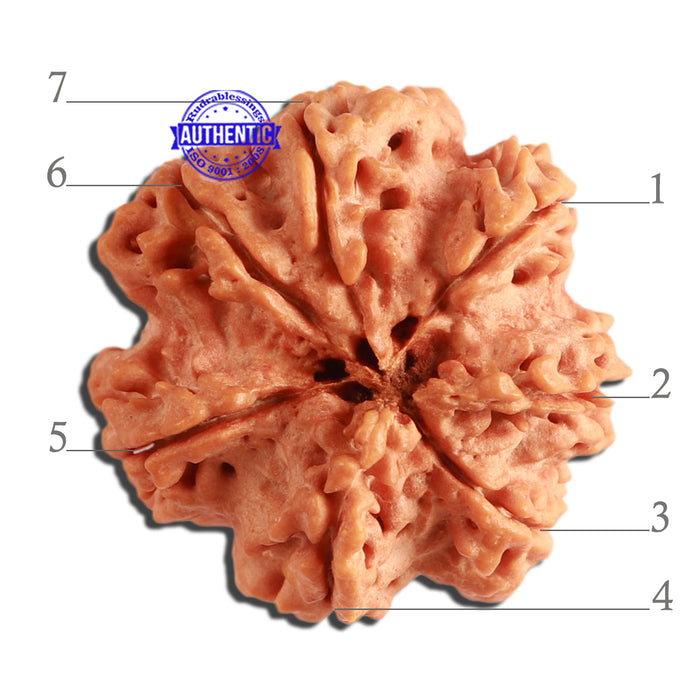 7 Mukhi Nepalese Rudraksha - Bead No. 358
