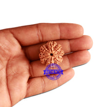 Load image into Gallery viewer, 7 Mukhi Nepalese Rudraksha - Bead No. 359
