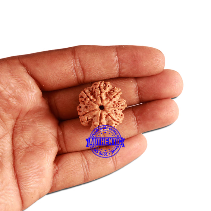7 Mukhi Nepalese Rudraksha - Bead No. 359