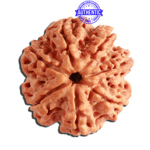 Load image into Gallery viewer, 7 Mukhi Nepalese Rudraksha - Bead No. 359
