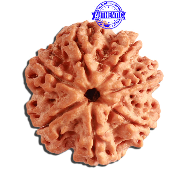 7 Mukhi Nepalese Rudraksha - Bead No. 359
