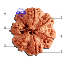 Load image into Gallery viewer, 7 Mukhi Nepalese Rudraksha - Bead No. 359
