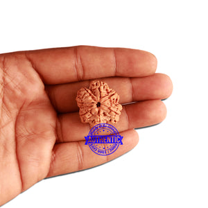 7 Mukhi Nepalese Rudraksha - Bead No. 360