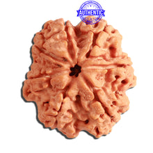 Load image into Gallery viewer, 7 Mukhi Nepalese Rudraksha - Bead No. 360
