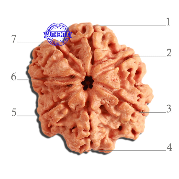 7 Mukhi Nepalese Rudraksha - Bead No. 360