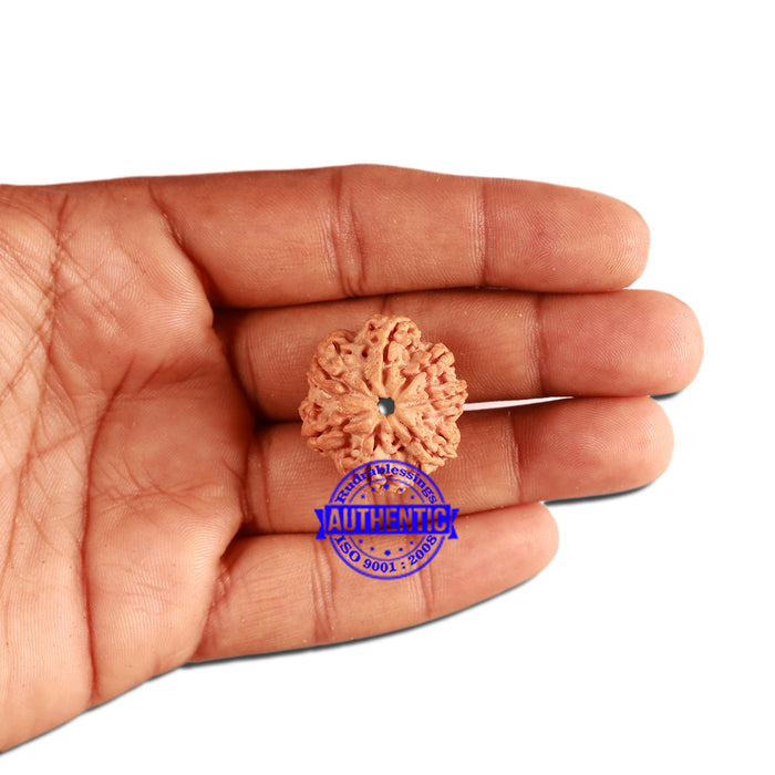 7 Mukhi Nepalese Rudraksha - Bead No. 361