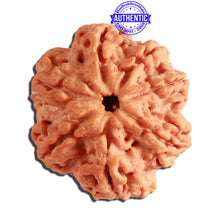 Load image into Gallery viewer, 7 Mukhi Nepalese Rudraksha - Bead No. 361

