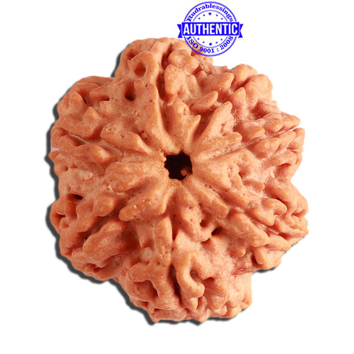 7 Mukhi Nepalese Rudraksha - Bead No. 361