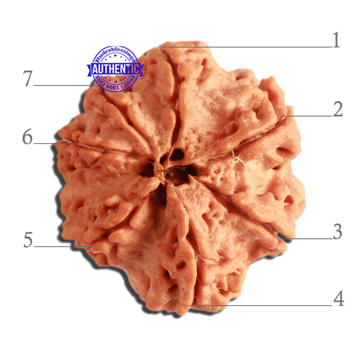 7 Mukhi Nepalese Rudraksha - Bead No. 361