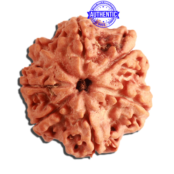 7 Mukhi Nepalese Rudraksha - Bead No. 362