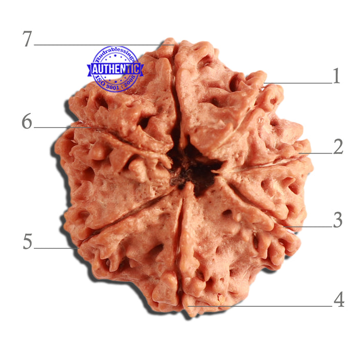 7 Mukhi Nepalese Rudraksha - Bead No. 362