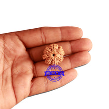 Load image into Gallery viewer, 7 Mukhi Nepalese Rudraksha - Bead No. 363
