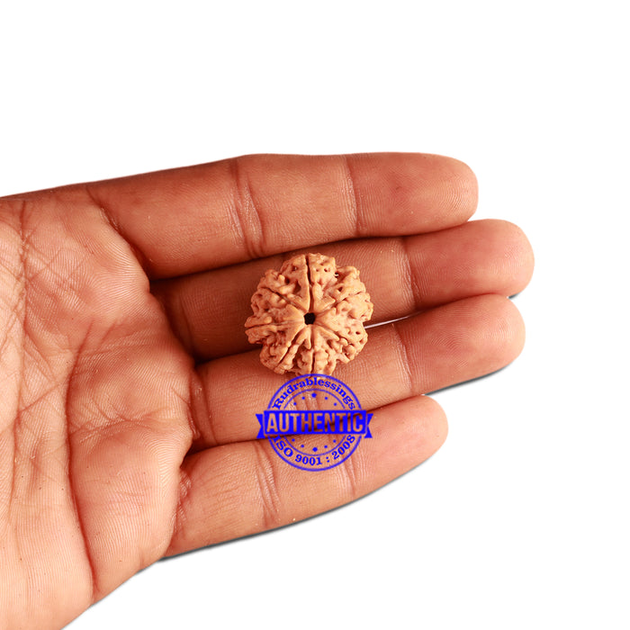7 Mukhi Nepalese Rudraksha - Bead No. 363