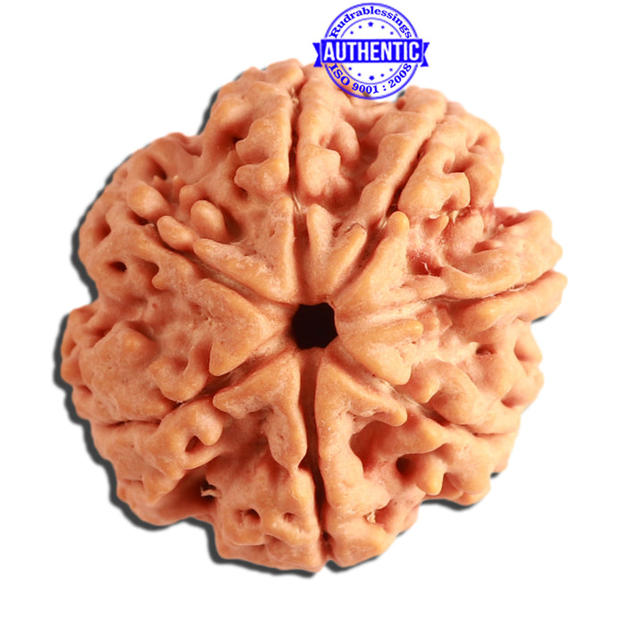 7 Mukhi Nepalese Rudraksha - Bead No. 363