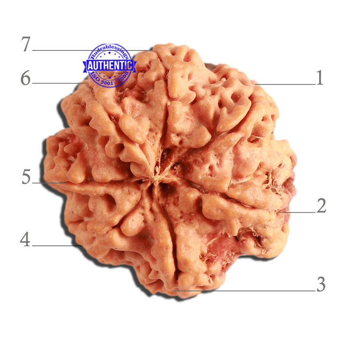 7 Mukhi Nepalese Rudraksha - Bead No. 363