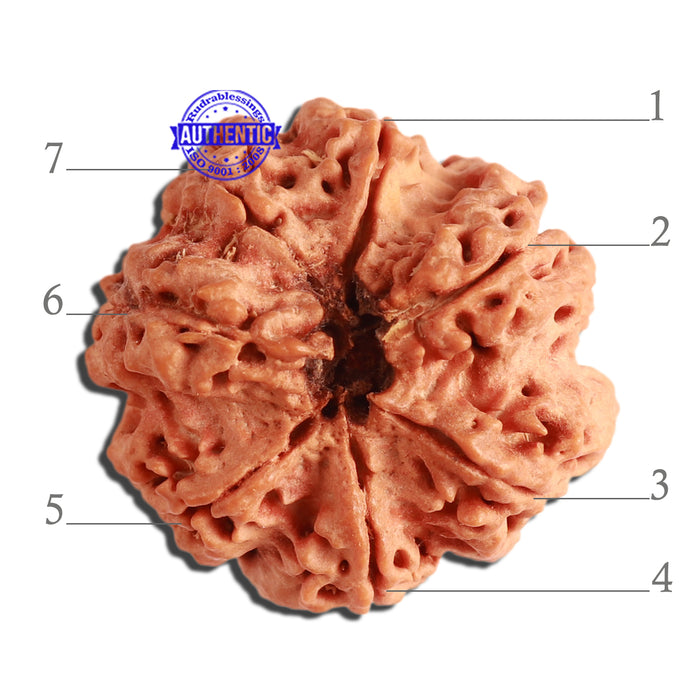 7 Mukhi Nepalese Rudraksha - Bead No. 364