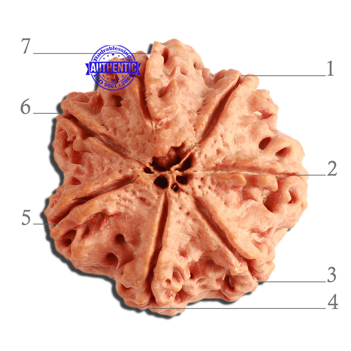 7 Mukhi Nepalese Rudraksha - Bead No. 365