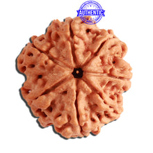Load image into Gallery viewer, 7 Mukhi Nepalese Rudraksha - Bead No. 366
