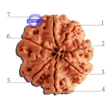 Load image into Gallery viewer, 7 Mukhi Nepalese Rudraksha - Bead No. 366
