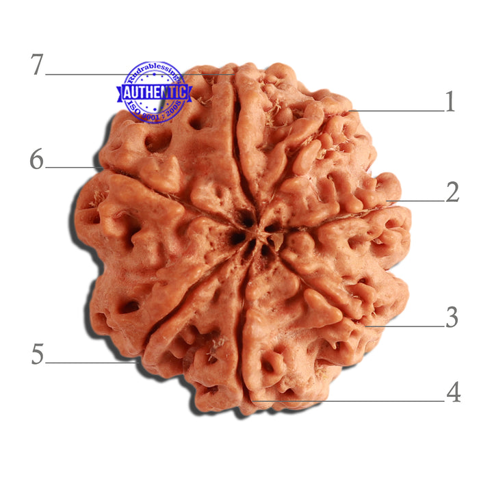 7 Mukhi Nepalese Rudraksha - Bead No. 366