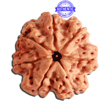 Load image into Gallery viewer, 7 Mukhi Nepalese Rudraksha - Bead No. 367
